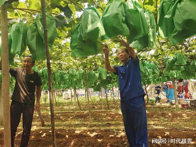 马鞍山文化葡萄交董宁波看自身